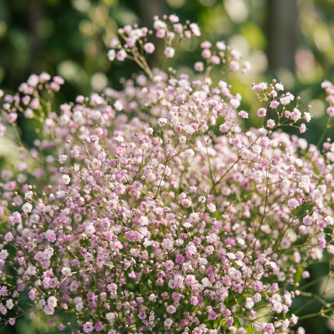 Gypsophile, Gypsophila 'Paniculata'
