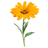Graines de fleurs