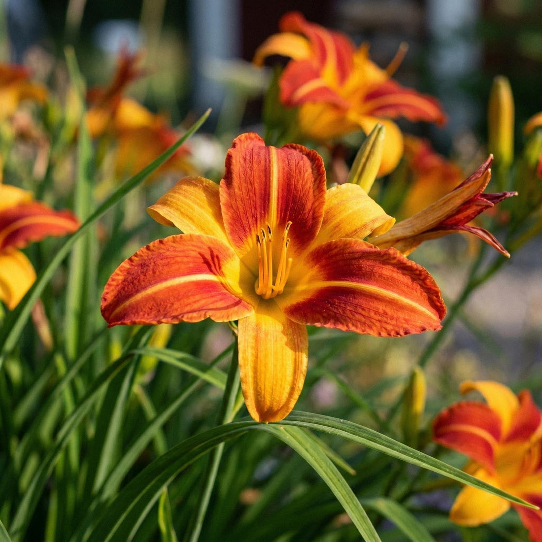 Hémérocalle, Hemerocallis 'Frans Hals'
