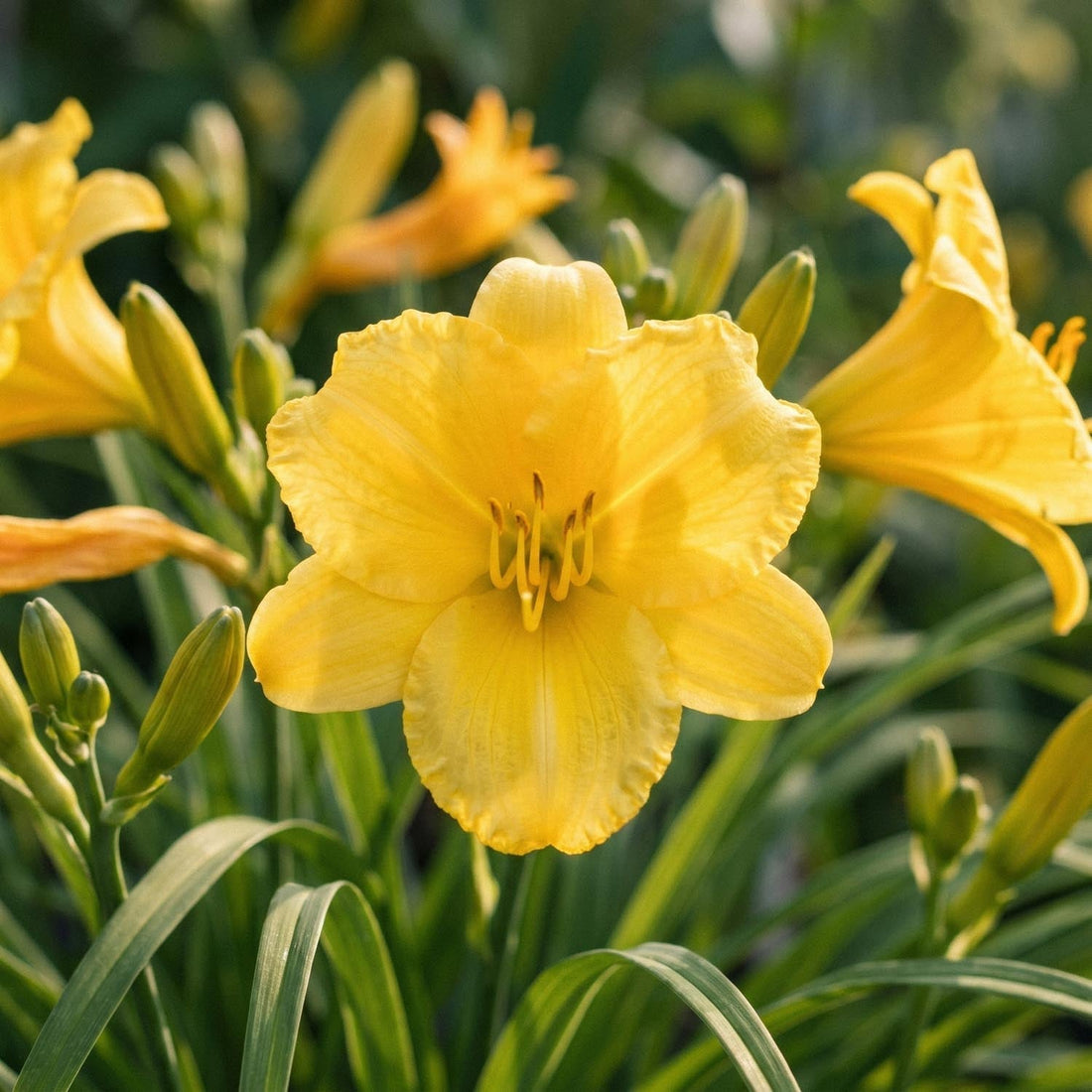 Hémérocalle, Hemerocallis 'Stella de Oro'