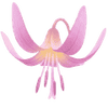 Dent de chien bulbes / Erythronium