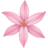 Ipheion bulbes / Étoile de printemps