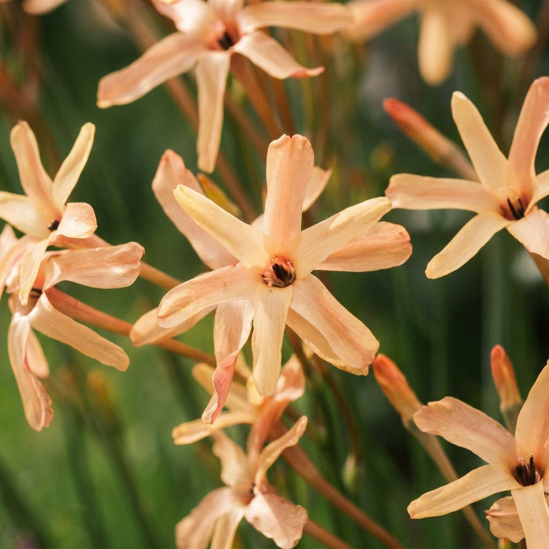 Ixia 'Eos'
