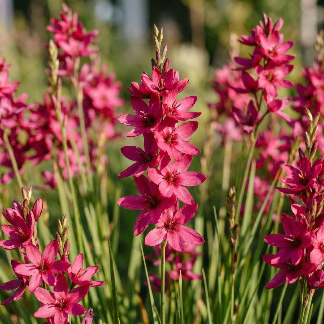 Ixia 'Mabel'