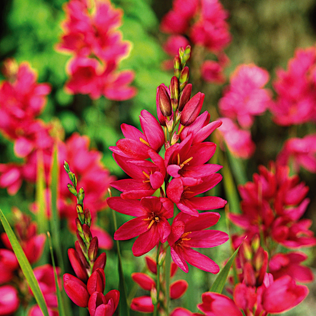 Ixia 'Mabel'