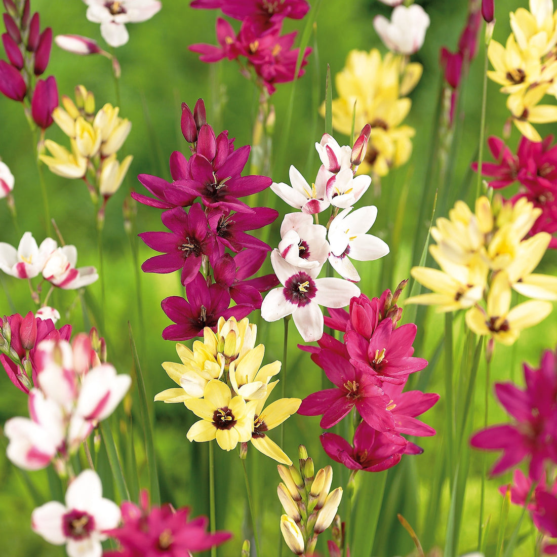 Ixia 'Mixed'