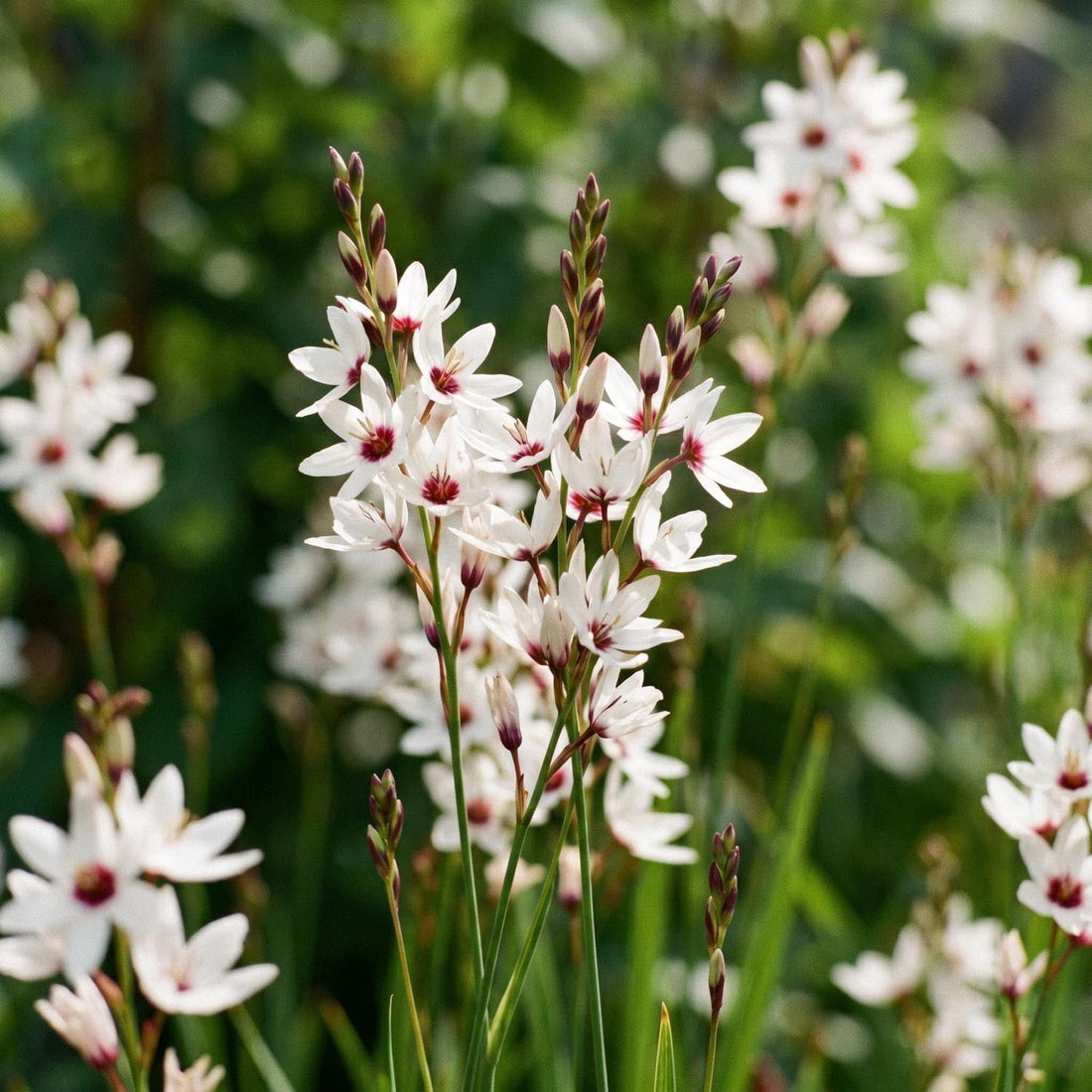 Ixia 'Spotlight'
