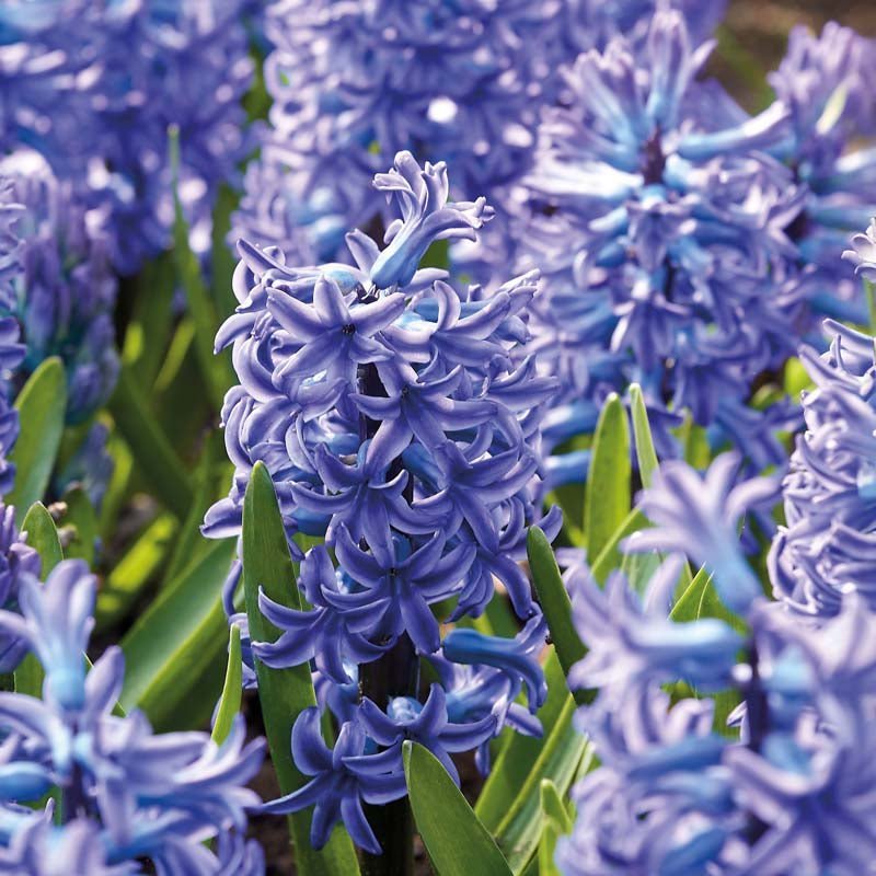 Jacinthe 'Blue Jacket'