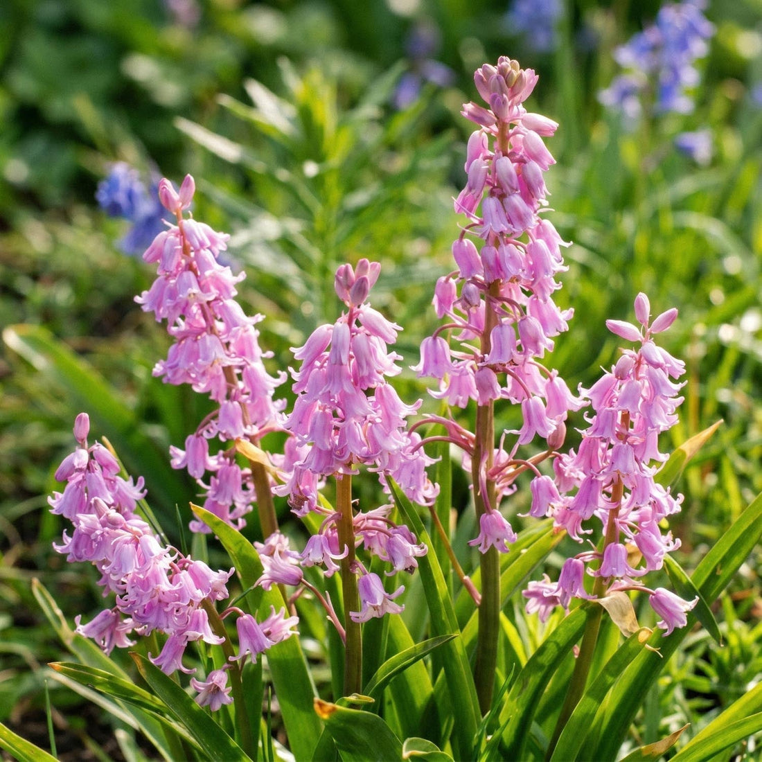 Jacinthe des bois, Hyacinthoides 'Queen of the Pinks'