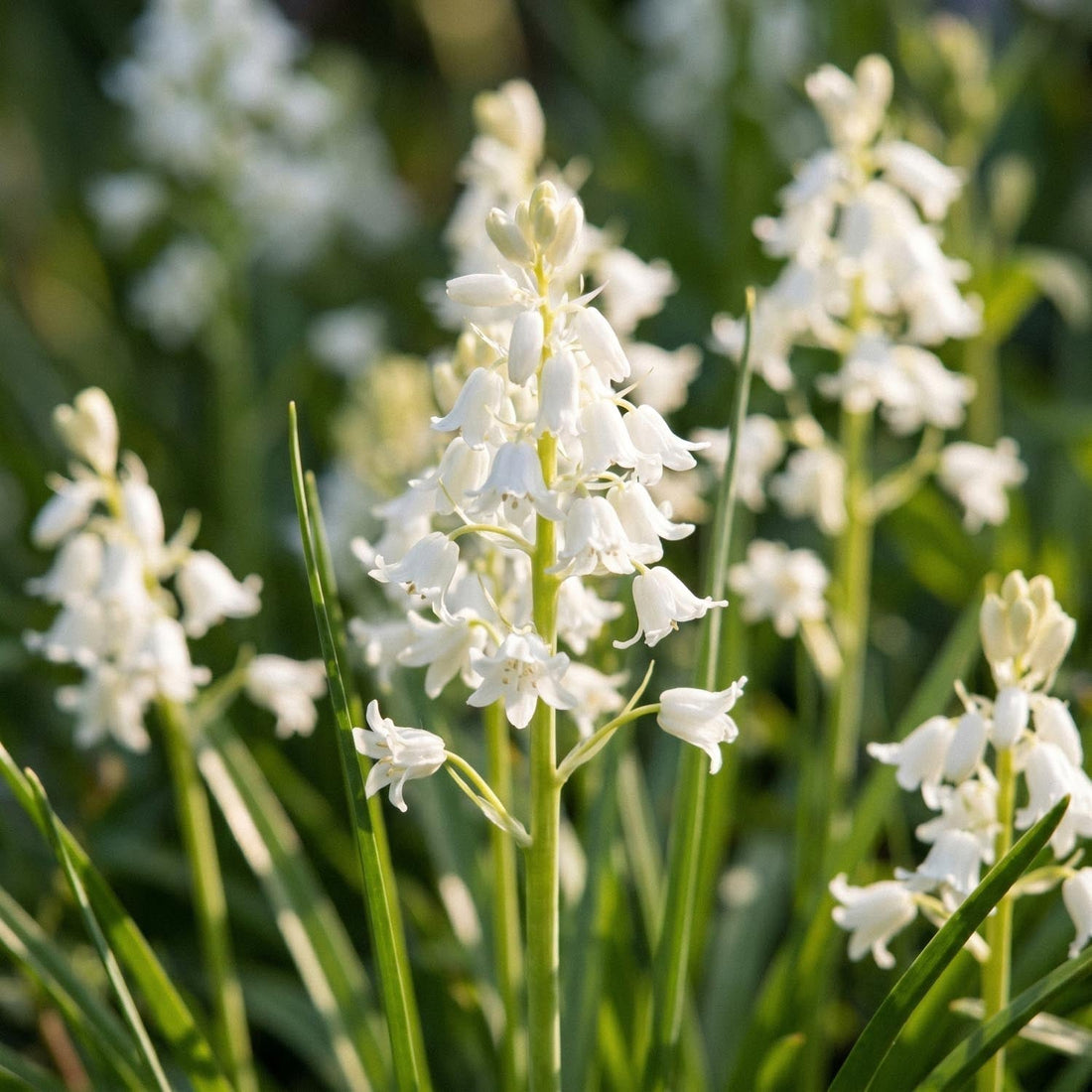 Jacinthe des bois, Hyacinthoides 'White City'