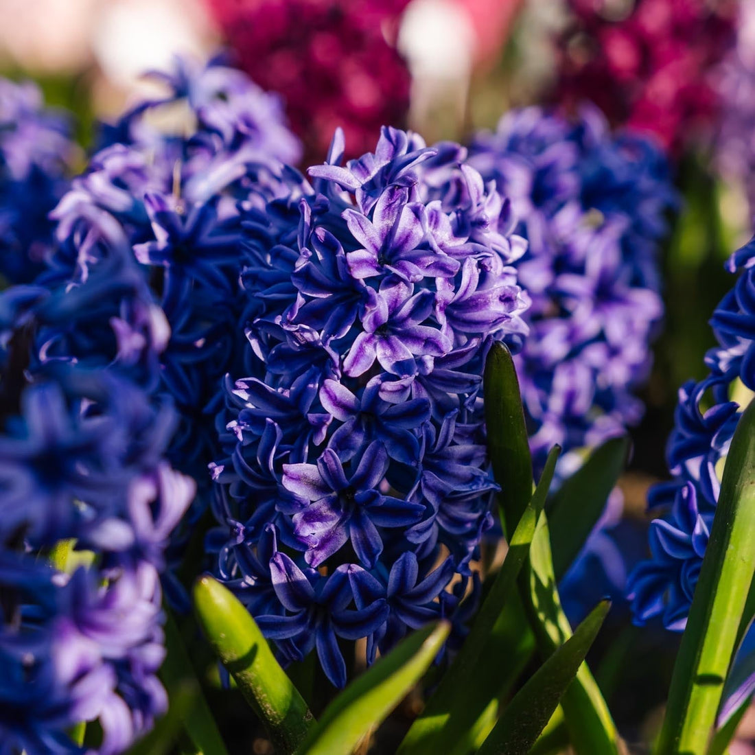 Jacinthe, Hyacinthus 'Blue Jacket'