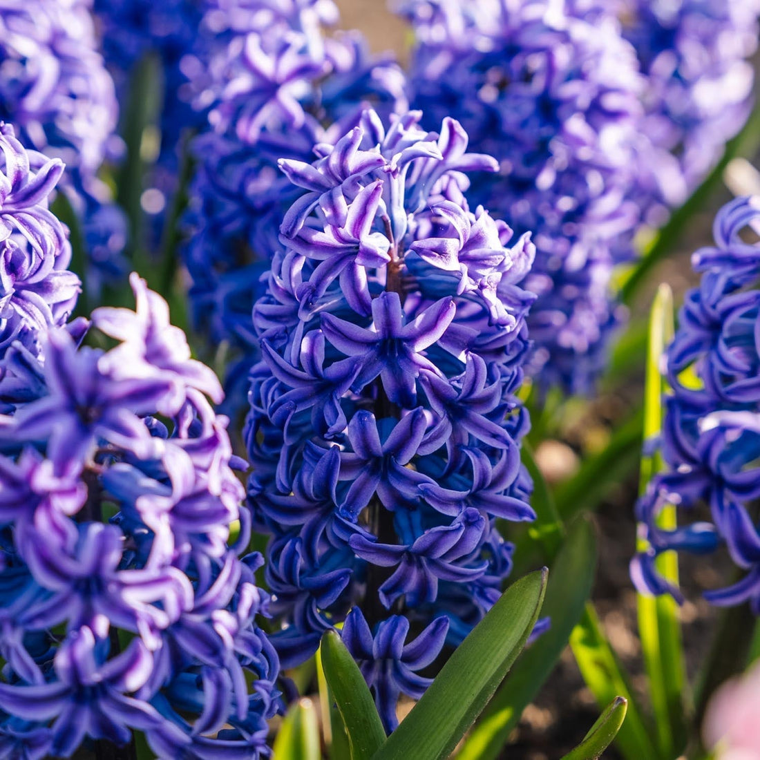 Jacinthe, Hyacinthus 'Blue Jacket'