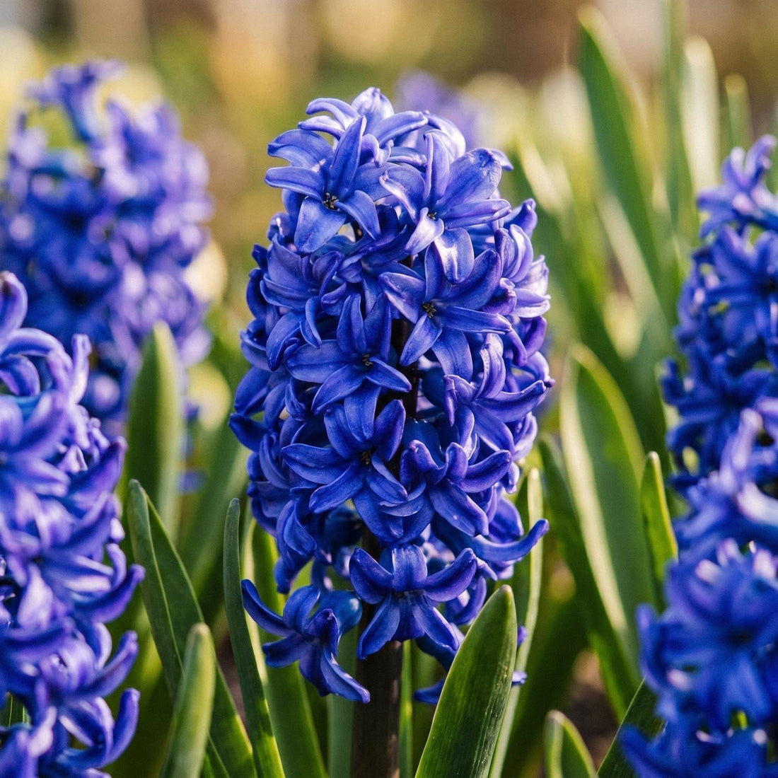 Jacinthe, Hyacinthus 'Blue Trophy'