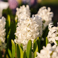 Jacinthe, Hyacinthus 'Carnegie'