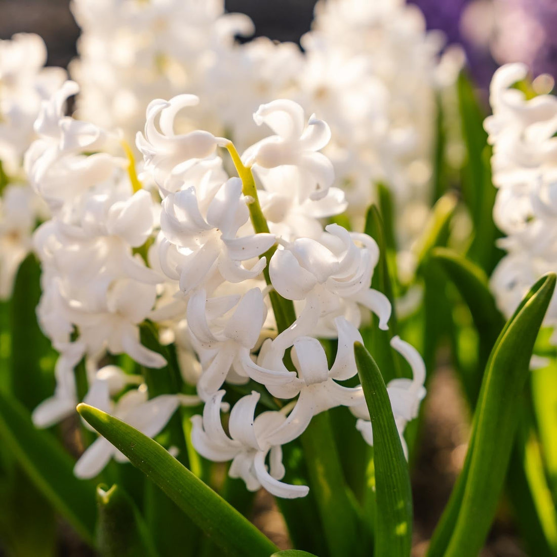 Jacinthe, Hyacinthus 'Carnegie'