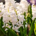 Jacinthe, Hyacinthus 'Carnegie'