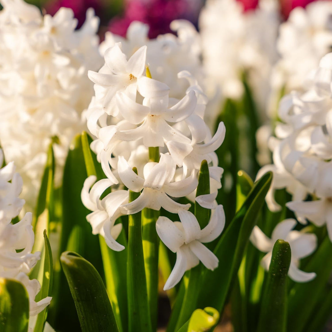 Jacinthe, Hyacinthus 'Carnegie'