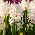 Jacinthe, Hyacinthus 'Carnegie'