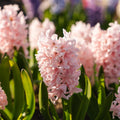 Jacinthe, Hyacinthus 'China Pink'