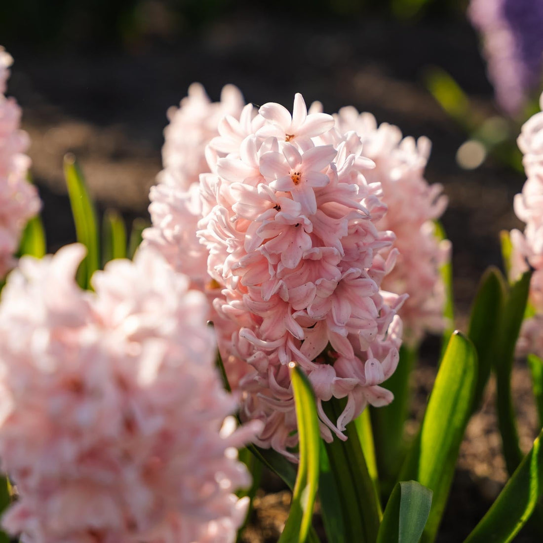 Jacinthe, Hyacinthus 'China Pink'