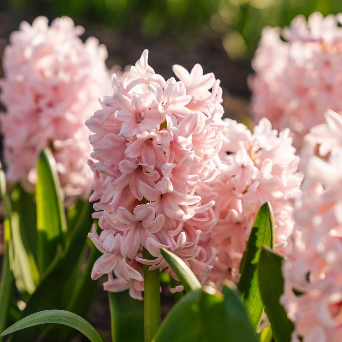 Jacinthe, Hyacinthus 'China Pink'