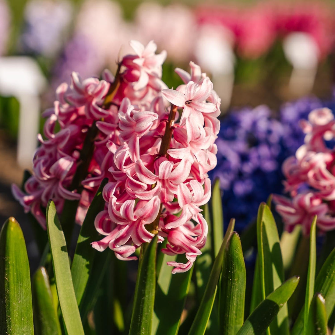 Jacinthe, Hyacinthus 'Fondant'
