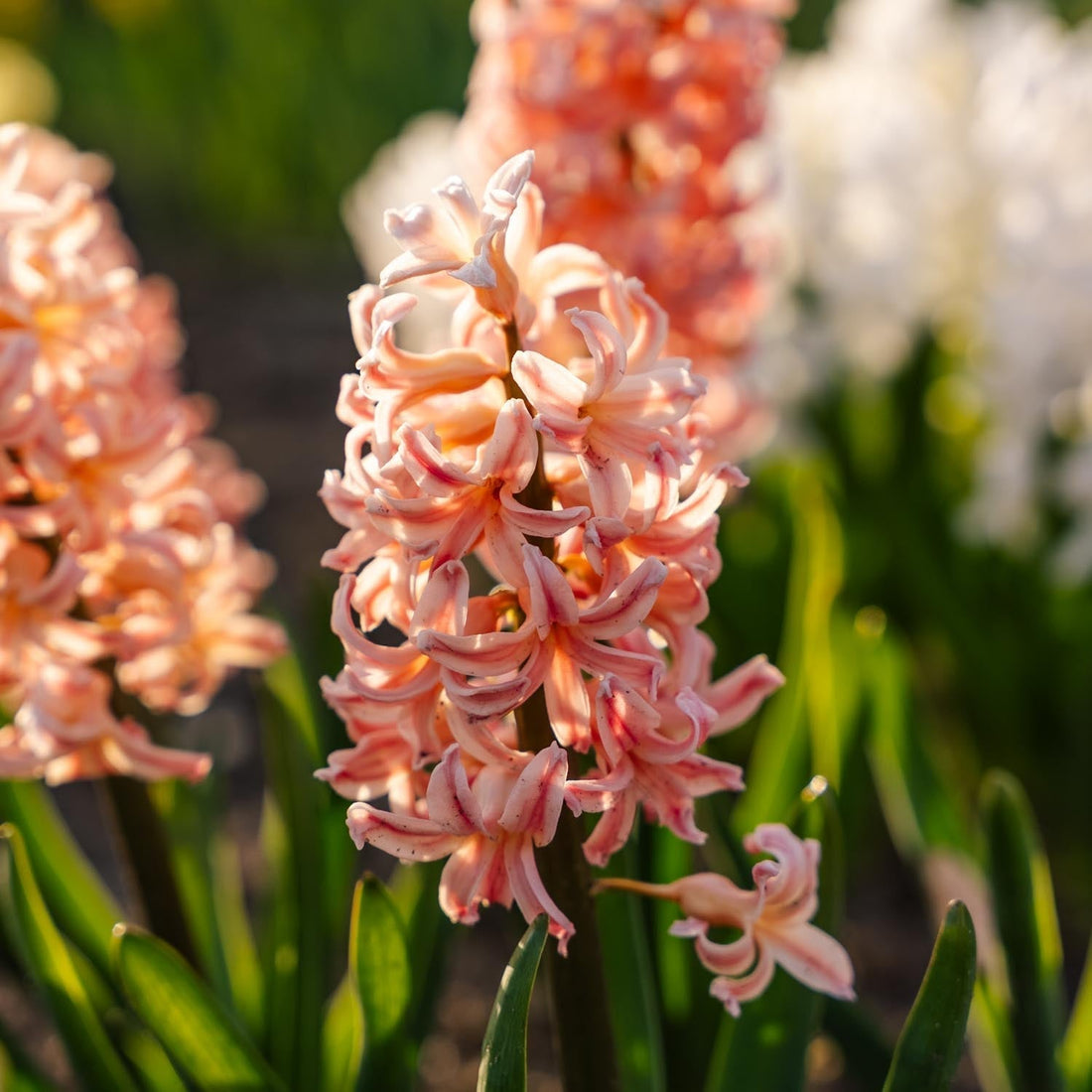Jacinthe, Hyacinthus 'Gipsy Queen'