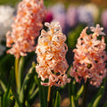 Jacinthe, Hyacinthus 'Gipsy Queen'