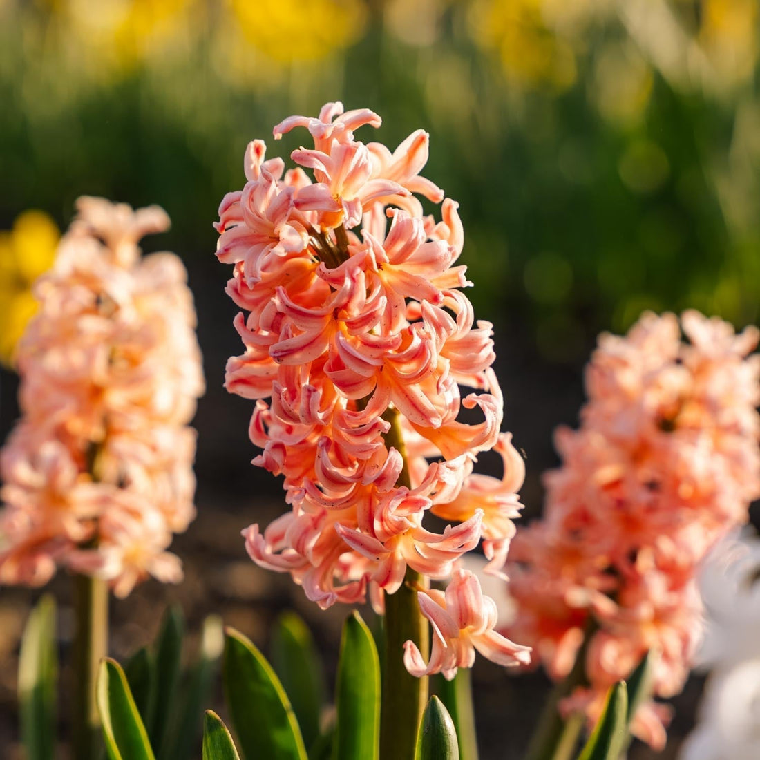Jacinthe, Hyacinthus 'Gipsy Queen'