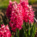 Jacinthe, Hyacinthus 'Jan Bos'
