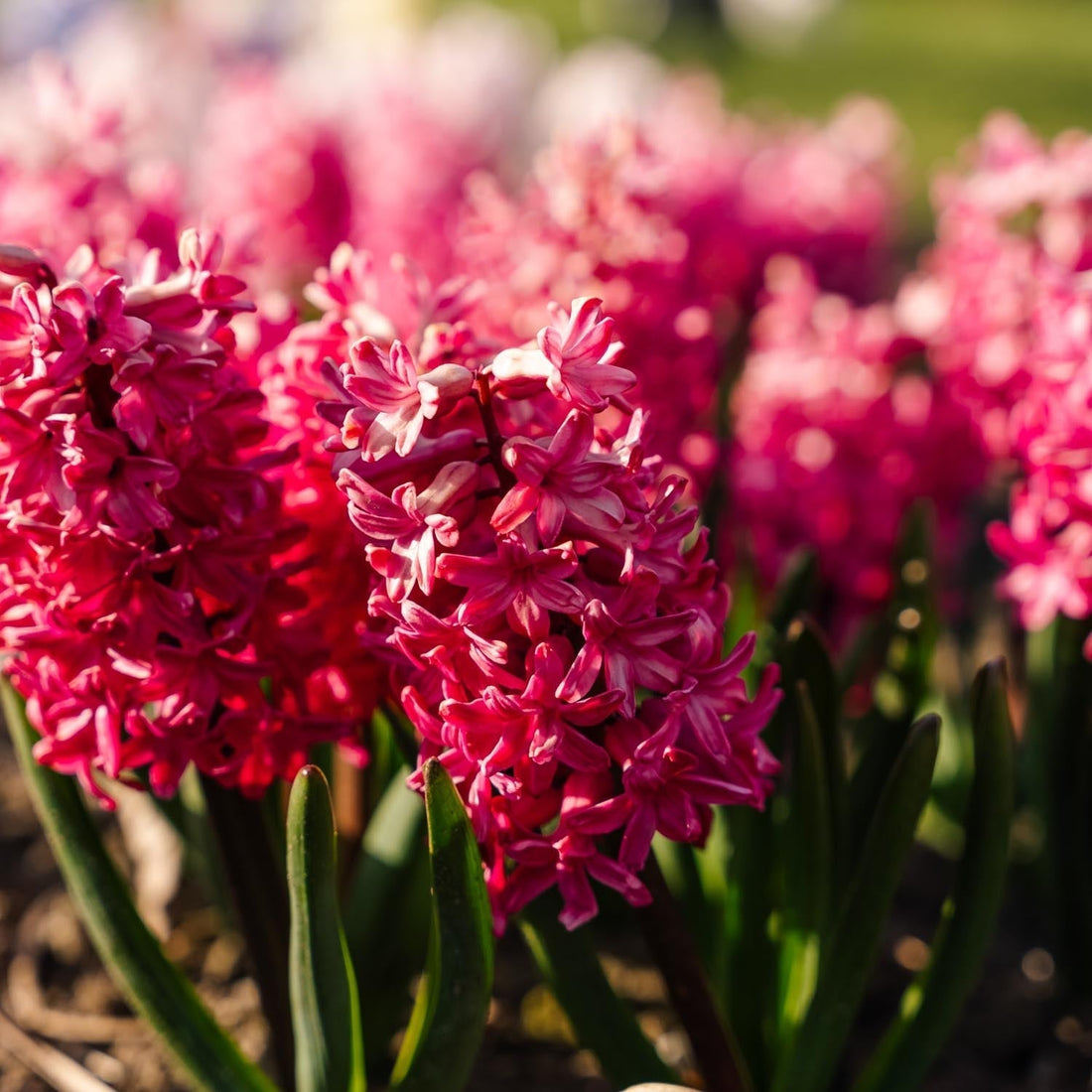 Jacinthe, Hyacinthus 'Jan Bos'