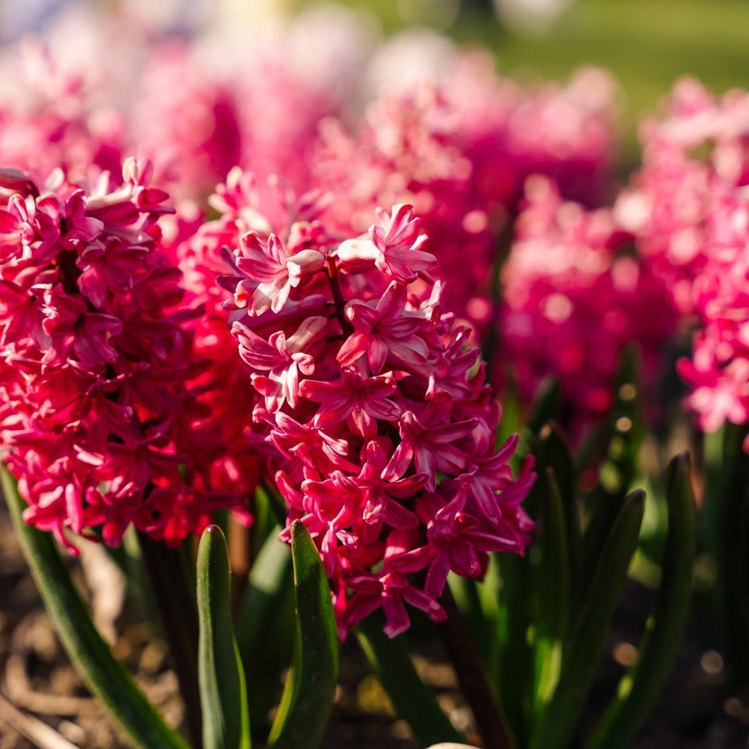 Jacinthe, Hyacinthus 'Jan Bos'