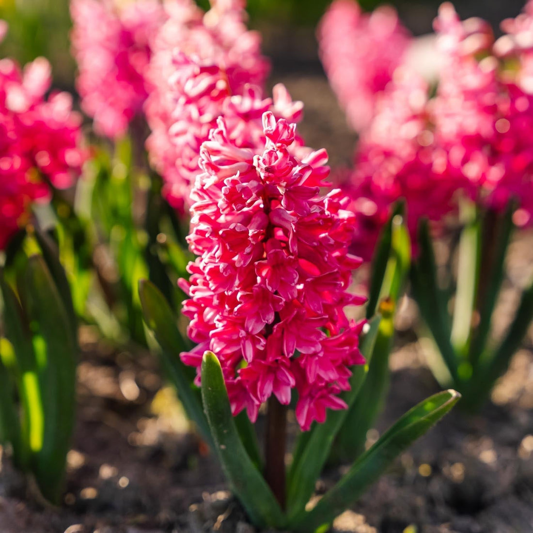Jacinthe, Hyacinthus 'Jan Bos'