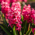 Jacinthe, Hyacinthus 'Pink Pearl'
