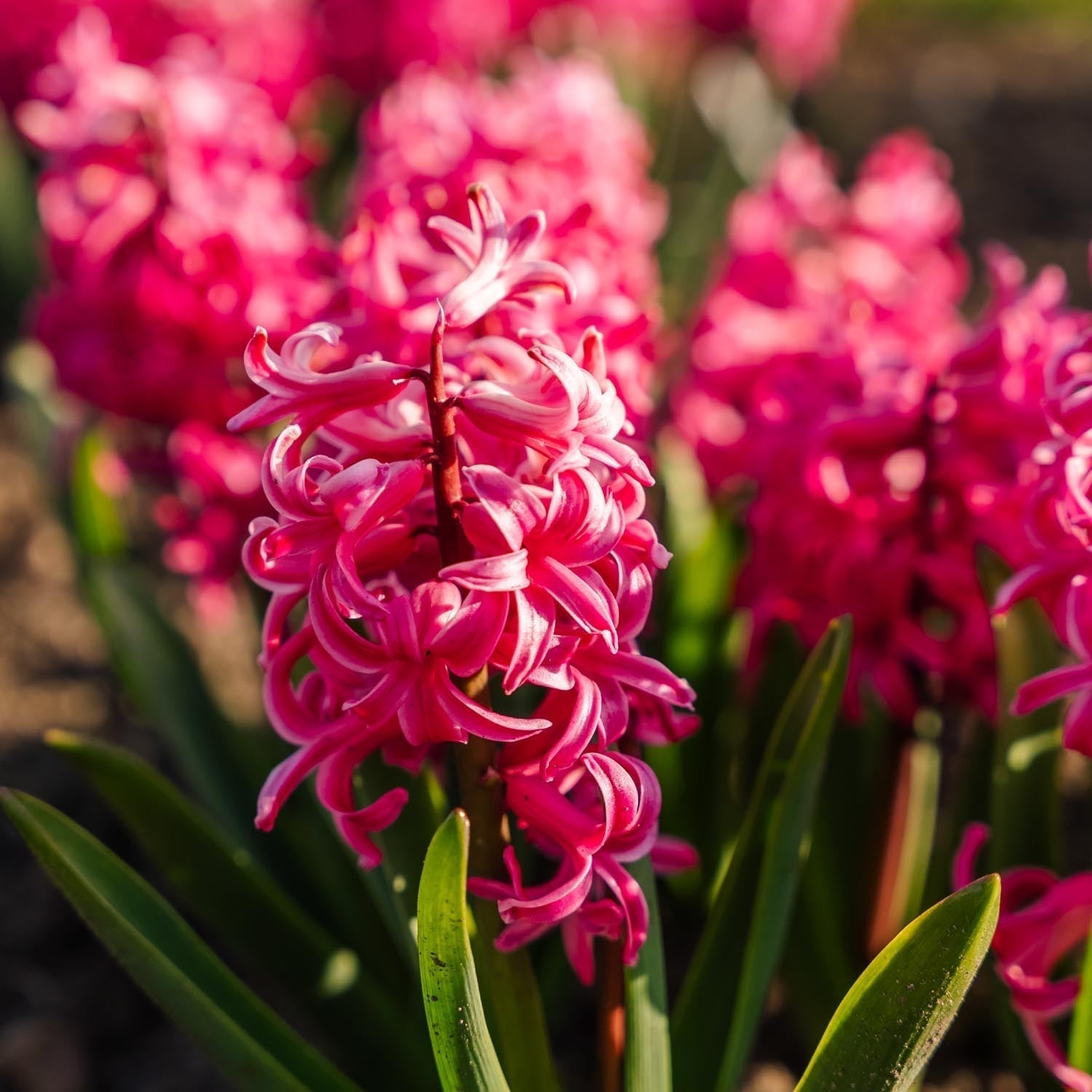 Jacinthe, Hyacinthus 'Pink Pearl'