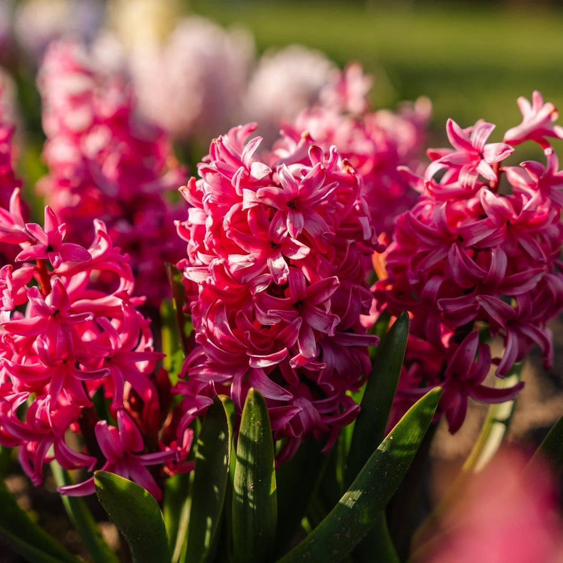 Jacinthe, Hyacinthus 'Pink Pearl'