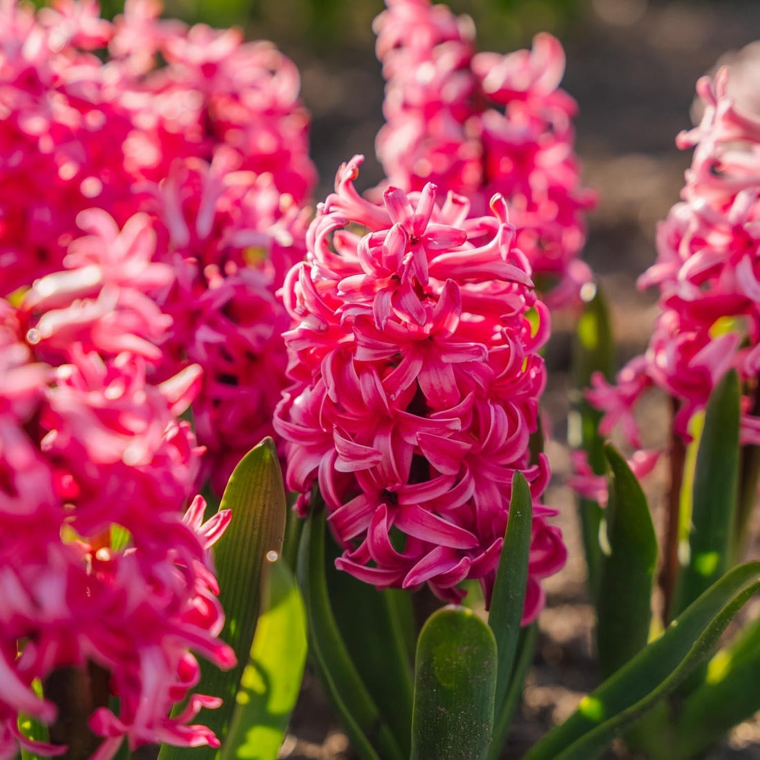 Jacinthe, Hyacinthus 'Pink Pearl'
