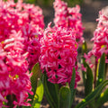 Jacinthe, Hyacinthus 'Pink Pearl'