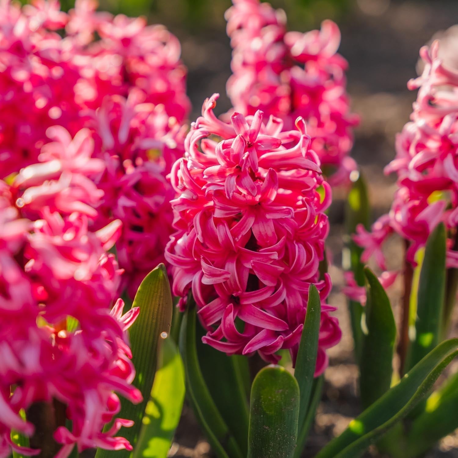 Jacinthe, Hyacinthus 'Pink Pearl'