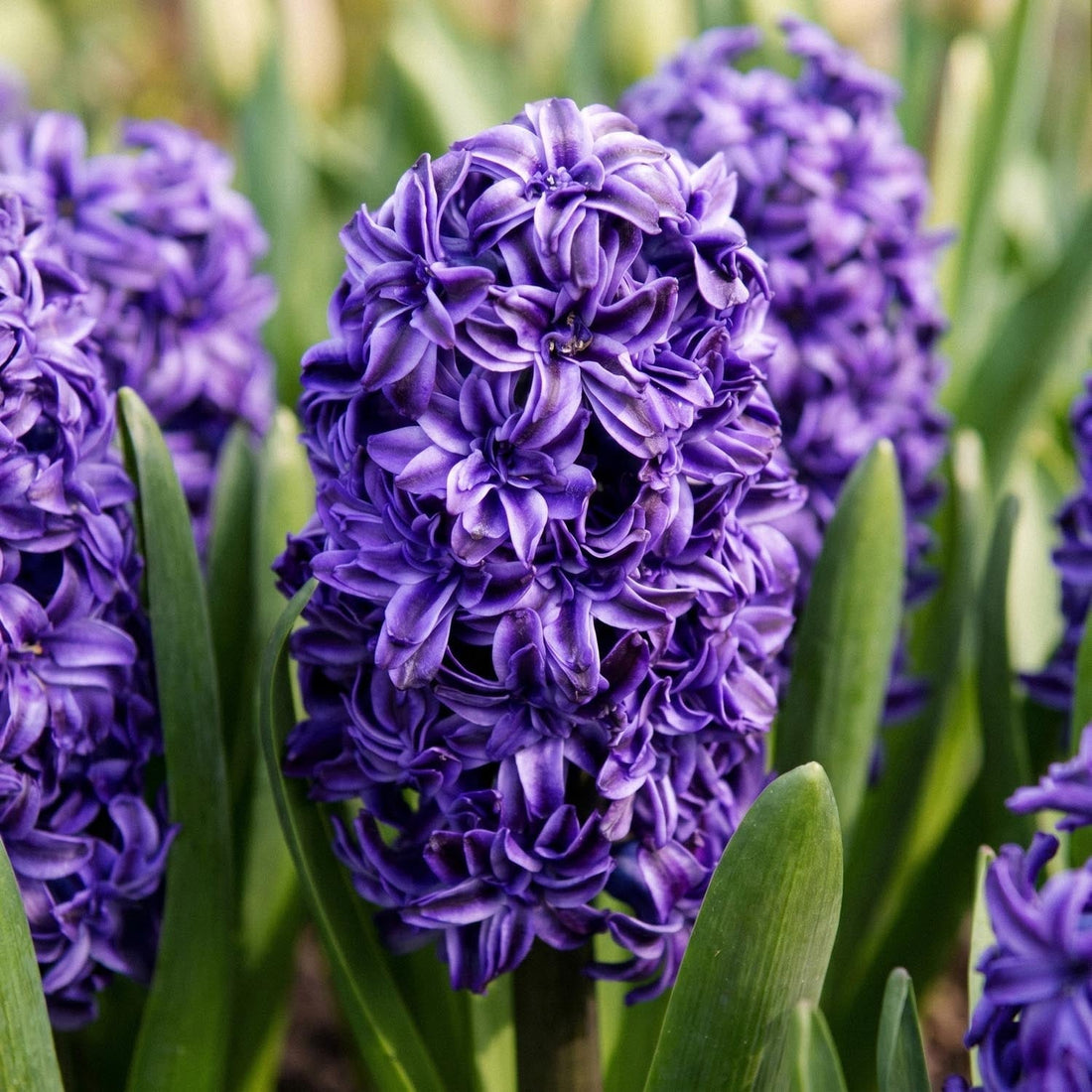 Jacinthe, Hyacinthus 'Royal Navy'