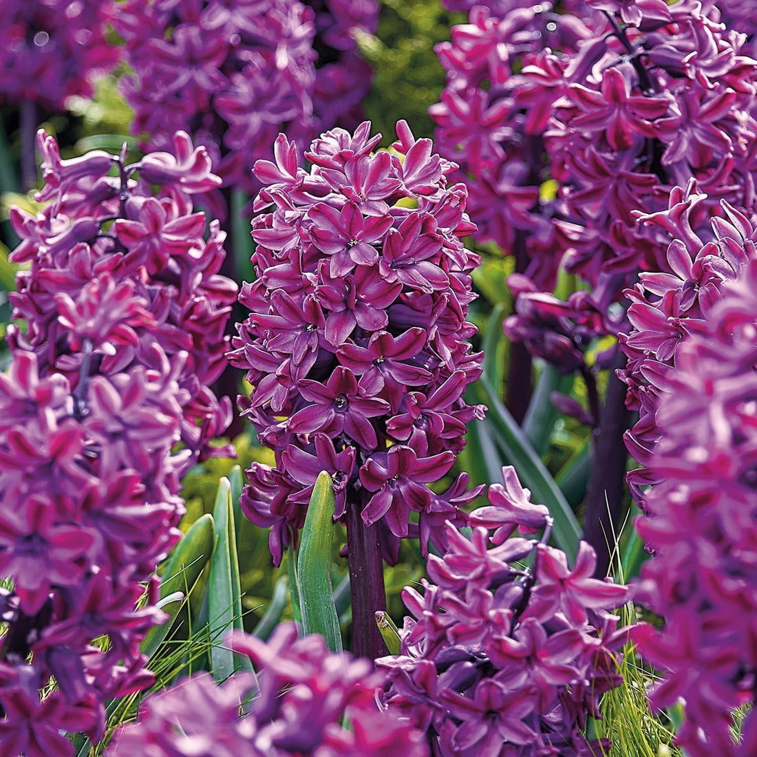 Jacinthe, Hyacinthus 'Woodstock'