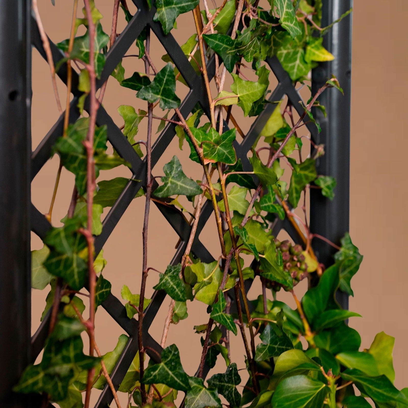 Jardinière avec treillis