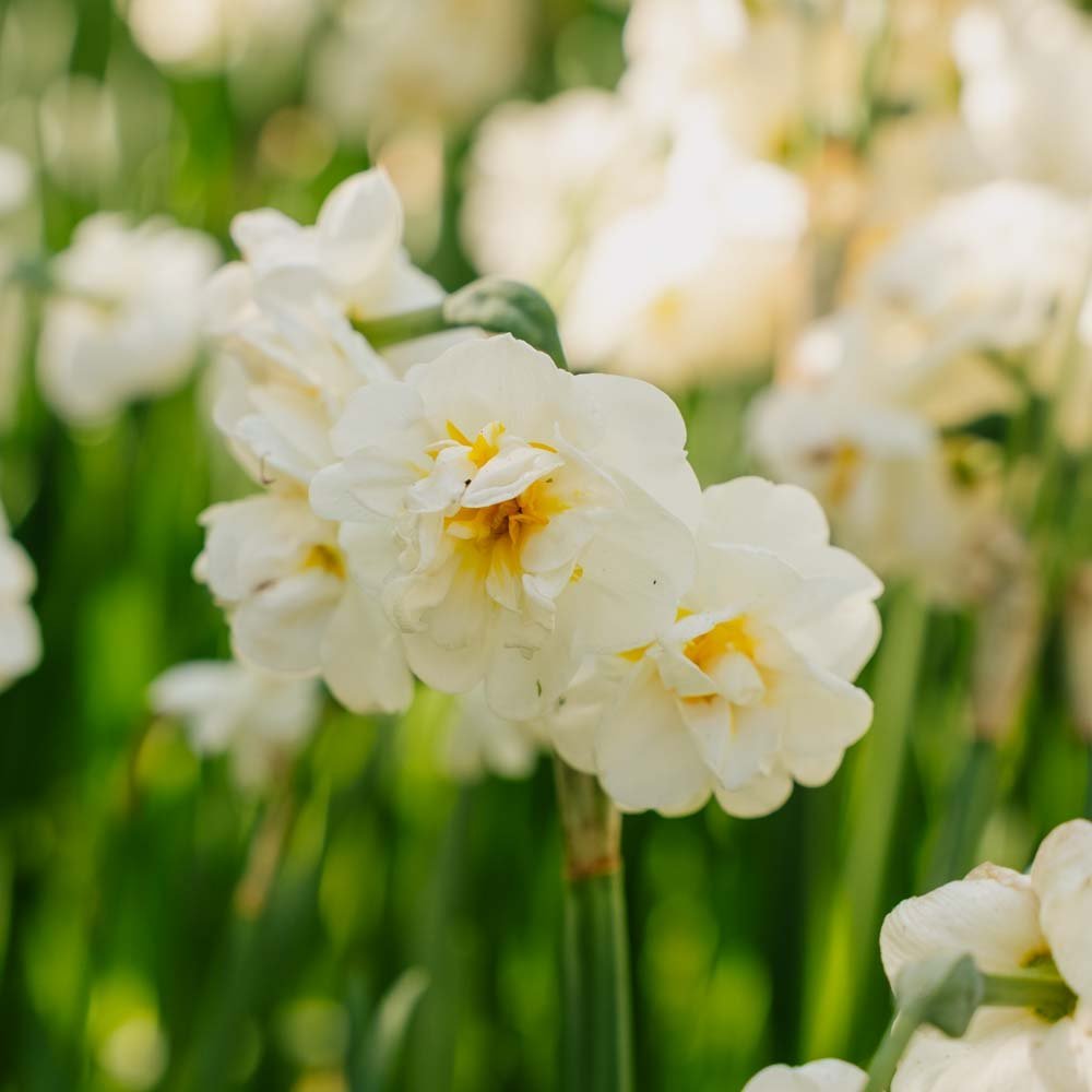 Jonquille 'Bridal Crown'