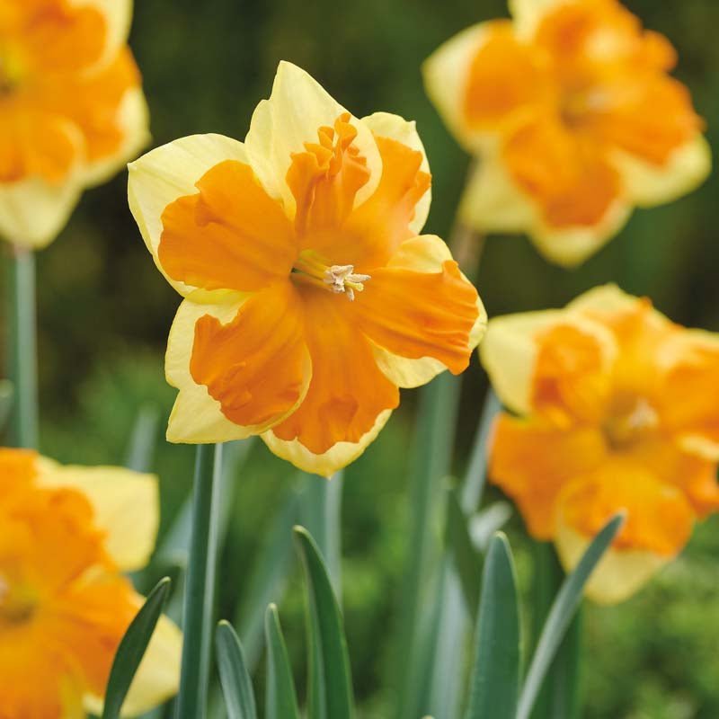 Jonquille 'Congress'