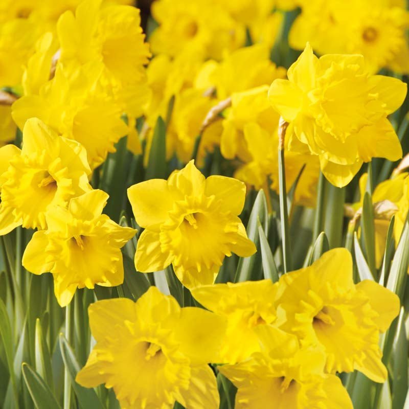 Jonquille 'Dutch Master'