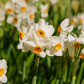 Jonquille 'Geranium'
