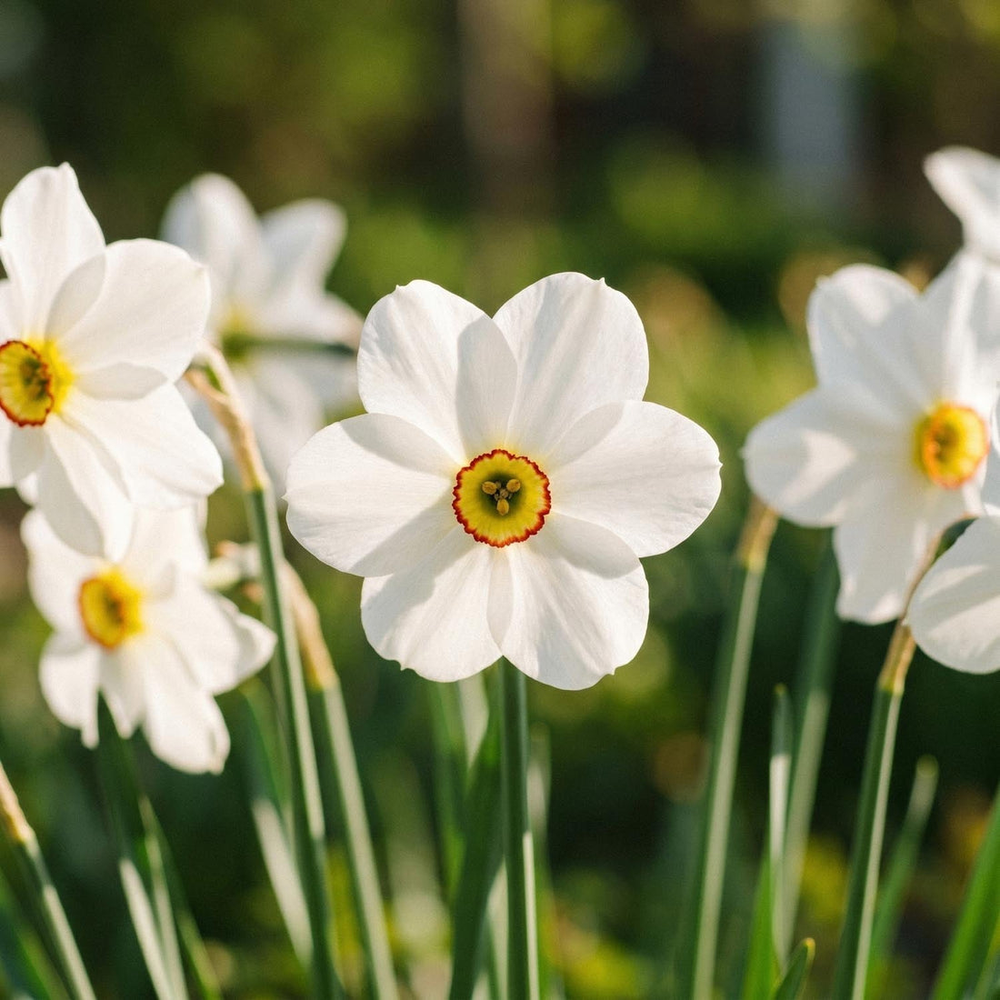 Jonquille, Narcissus 'Actea'