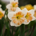 Jonquille, Narcissus 'Apple Pie'