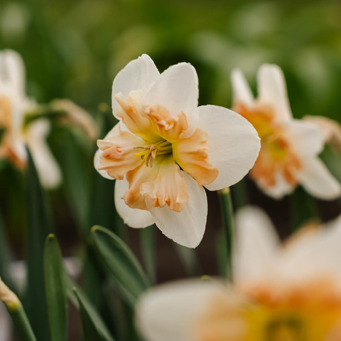 Jonquille, Narcissus 'Apple Pie'