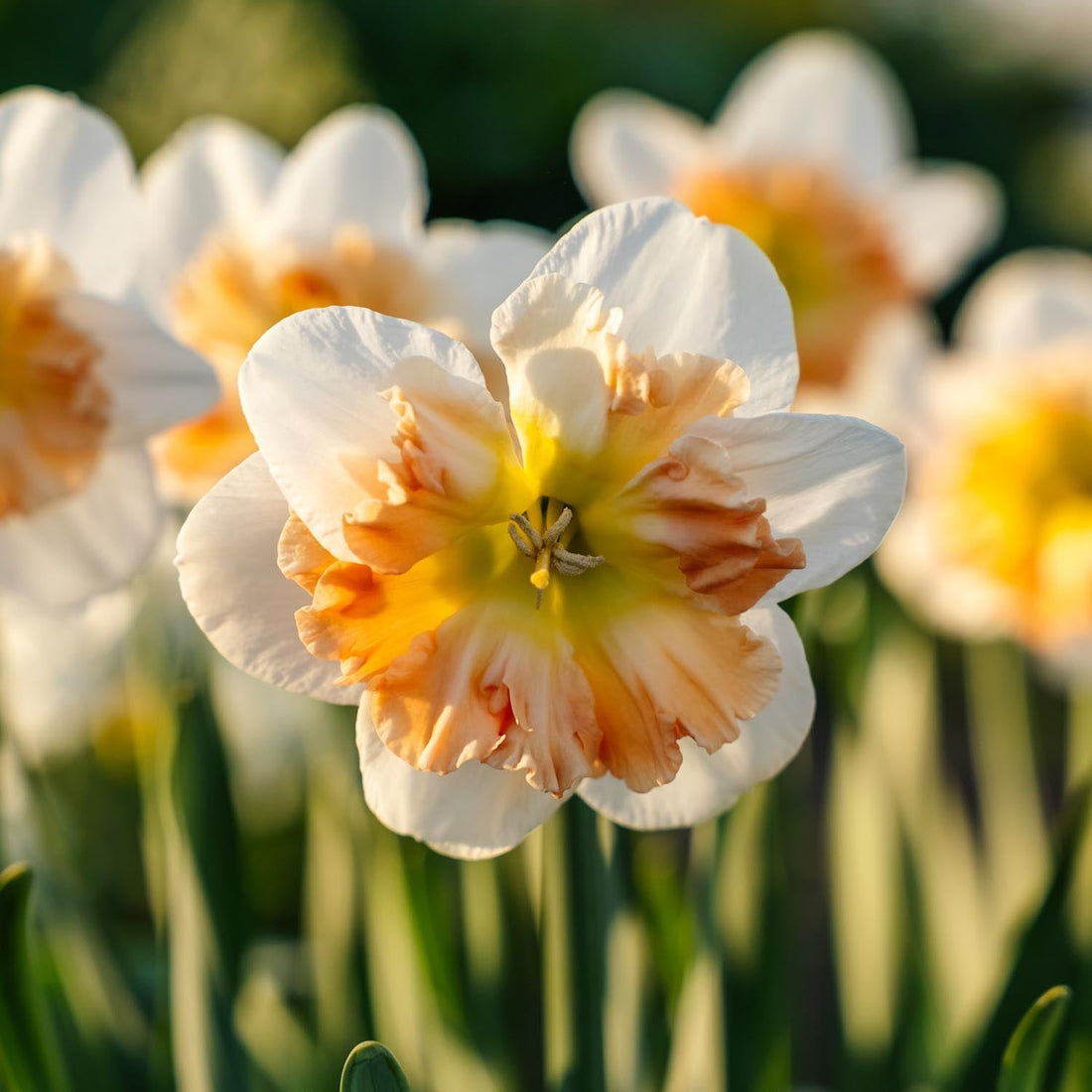 Jonquille, Narcissus 'Apple Pie'